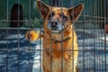A sad dog looks through the fence Royalty Free Stock Photo